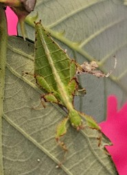 limogesi Nymph