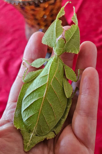 Oyae Female Image