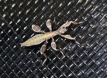 Oyae Nymph