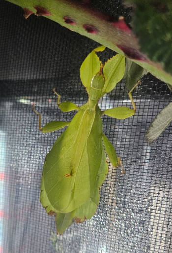 Philippinicum Female