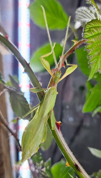 Philippinicum Female