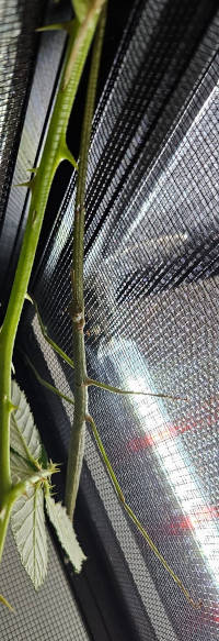 Vietnamese Adult Female Stick