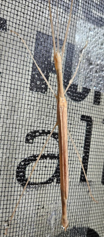 Pink Winged Stick Insect